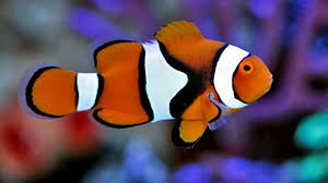Percula Clownfish