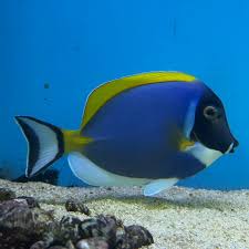 Powder Blue Surgeon - Acanthurus leucosternon