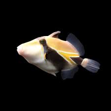 Rectangular Trigger Fish