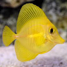 Yellow Tang - Captive Bred