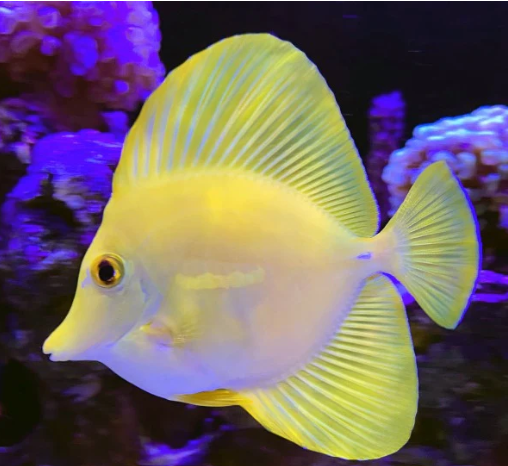 Yellow Tang - Captive Bred