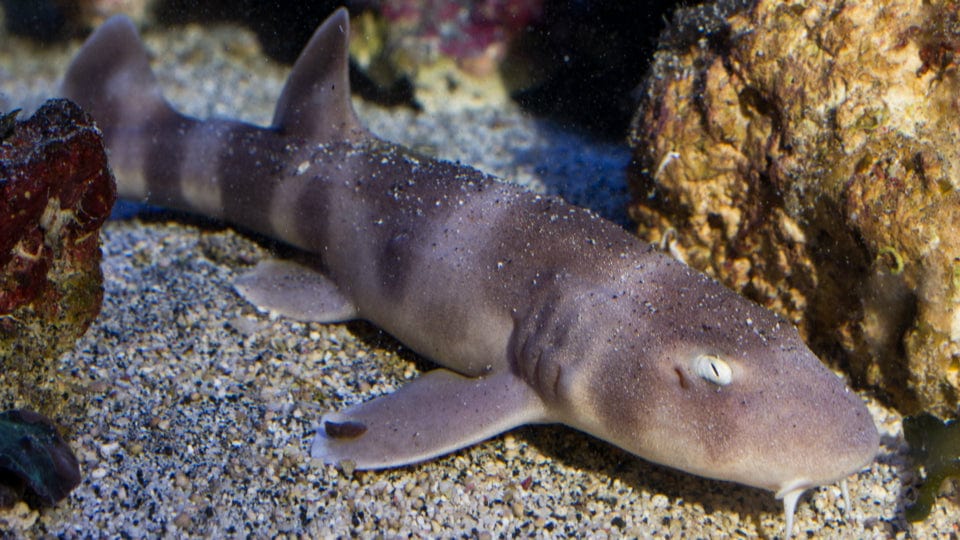 Shark: Grey Bamboo