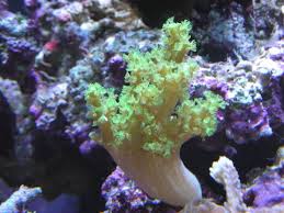 Carnation Coral; Green; Fiji - Dendronephthya sp. w/ Scleractinia