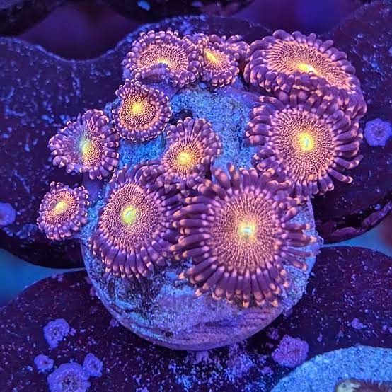 Coral zoo mohawk red