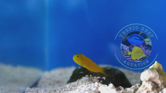 Canary Blenny; Yellow; Fiji - Meiacanthus oualaunensis