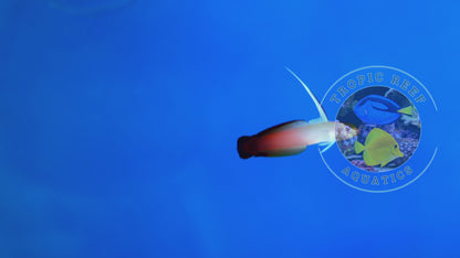 Firefish Goby