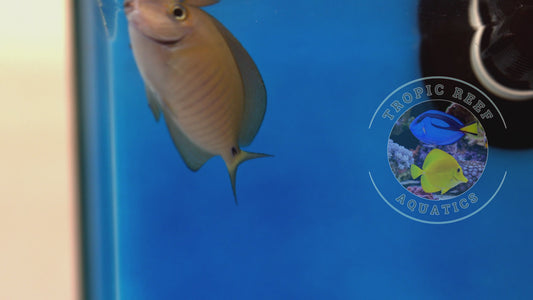 Doctorfish; Atlantic - Acanthurus chirurgus