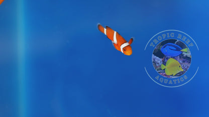 Ocellaris Clown; Captive Bred. - Amphiprion ocellaris