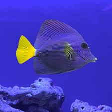 Purple Tang - Zebrasoma xanthurum